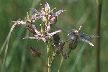 Swertia perennis \ Sumpf-Enzian, Tarant, D Kempten 8.8.1990