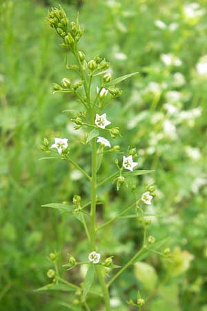 Thesium bavarum \ Bayerischer Bergflachs, Bayerisches Leinblatt / Bavarian Bastard Toadflax, D Mosbach 12.5.2012