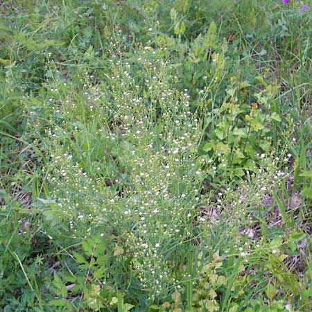 Thesium bavarum \ Bayerischer Bergflachs, Bayerisches Leinblatt / Bavarian Bastard Toadflax, D Mosbach 12.5.2012