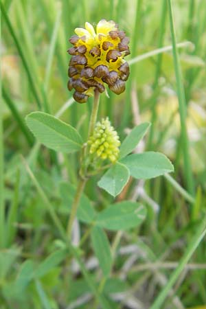 Trifolium spadiceum \ Brauner Moor-Klee / Large Brown Clover, D Rhön, Wasserkuppe 30.5.2012