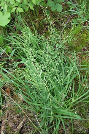 Thesium bavarum \ Bayerischer Bergflachs, Bayerisches Leinblatt / Bavarian Bastard Toadflax, D Neuburg an der Donau 8.6.2012