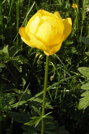 Trollius europaeus \ Trollblume, D Rhön, Wasserkuppe 7.6.2013