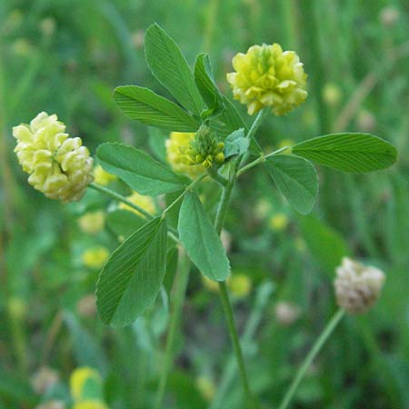 Trifolium campestre \ Gelber Acker-Klee, Feld-Klee / Hop Trefoil, D Bensheim 13.6.2006