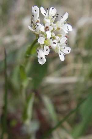 Thlaspi calaminare \ Galmei-Hellerkraut, Galmei-Tschelkraut / Calaminarian Penny-Cress, D Stolberg 30.4.2012