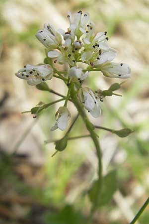 Thlaspi calaminare \ Galmei-Hellerkraut, Galmei-Tschelkraut, D Stolberg 30.4.2012