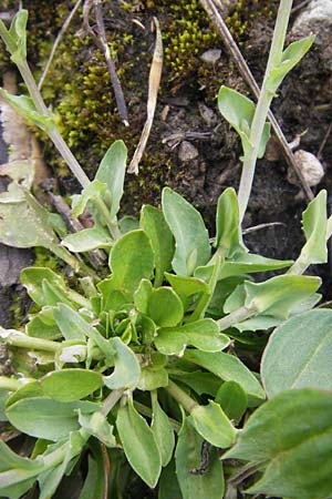 Thlaspi calaminare \ Galmei-Hellerkraut, Galmei-Tschelkraut, D Stolberg 30.4.2012