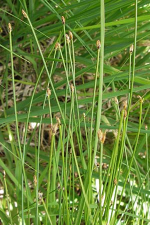 Trichophorum cespitosum subsp. cespitosum \ Gewhnliche Rasenbinse, D Schwarzwald, Kaltenbronn 7.7.2012