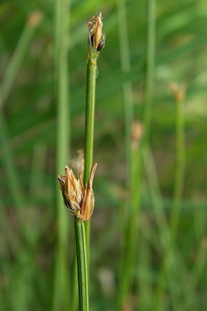 Trichophorum cespitosum subsp. cespitosum \ Gewhnliche Rasenbinse, D Schwarzwald, Kaltenbronn 7.7.2012