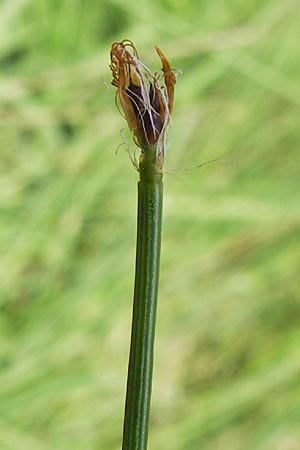 Trichophorum cespitosum subsp. cespitosum \ Gewhnliche Rasenbinse, D Schwarzwald, Kaltenbronn 7.7.2012