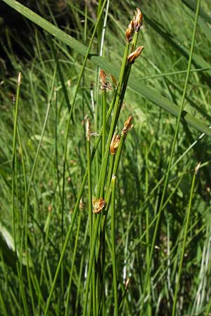 Trichophorum cespitosum subsp. cespitosum \ Gewhnliche Rasenbinse, D Schwarzwald, Kaltenbronn 7.7.2012