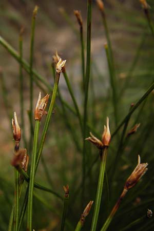 Trichophorum cespitosum subsp. germanicum / Deer Grass, D Black-Forest, Hornisgrinde 31.7.2013