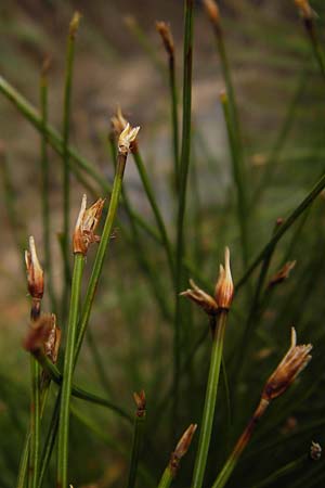 Trichophorum cespitosum subsp. germanicum \ Deutsche Rasenbinse, D Schwarzwald, Hornisgrinde 31.7.2013