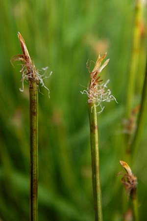 Trichophorum cespitosum subsp. germanicum \ Deutsche Rasenbinse / Deer Grass, D Schwarzwald/Black-Forest, Hornisgrinde 31.7.2013