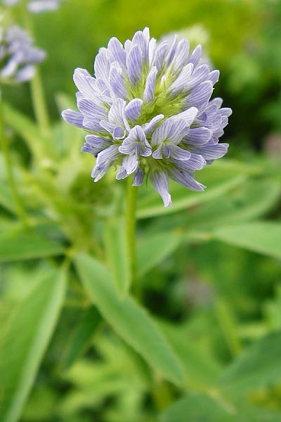 Trigonella caerulea \ Schabzigerklee / Blue Fenugreek, D Eichstätt 17.6.2014