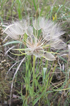 Tragopogon dubius \ Groer Bocksbart, D Mannheim 17.10.2013