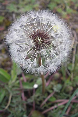 Taraxacum rubicundum / Reddened Dandelion, D Donnersberg 26.4.2012