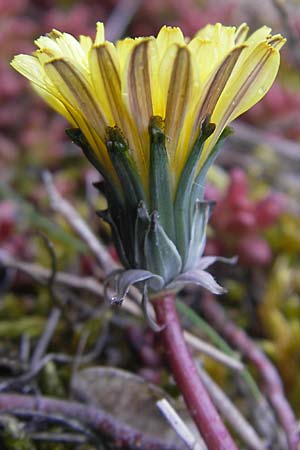 Taraxacum rubicundum \ Gerteter Lwenzahn / Reddened Dandelion, D Donnersberg 26.4.2012