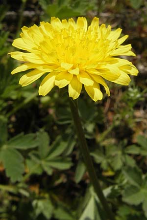 Taraxacum rubicundum / Reddened Dandelion, D Donnersberg 3.5.2012