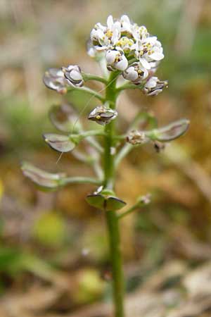 Teesdalia nudicaulis \ Kahler Bauernsenf / Shepherd's Cress, D Wetzlar 26.4.2014