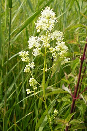 Thalictrum flavum \ Gelbe Wiesenraute / Common Meadow-Rue, D Gimbsheim 23.6.2014