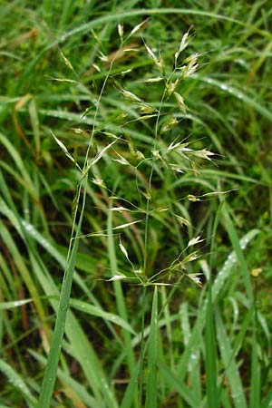 Trisetum flavescens \ Wiesen-Goldhafer / Golden Oat Grass, Yellow Oat Grass, D Odenwald, Brandau 30.7.2014