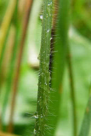 Trisetum flavescens \ Wiesen-Goldhafer / Golden Oat Grass, Yellow Oat Grass, D Odenwald, Brandau 30.7.2014