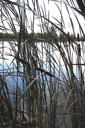 Typha glauca \ Hybrid-Rohrkolben, D Biebesheim 28.9.2012