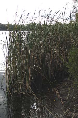 Typha glauca \ Hybrid-Rohrkolben / Hybrid Bulrush, D Biebesheim 28.9.2012