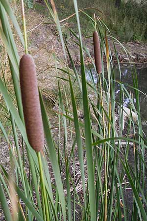 Typha glauca \ Hybrid-Rohrkolben / Hybrid Bulrush, D Biebesheim 28.9.2012