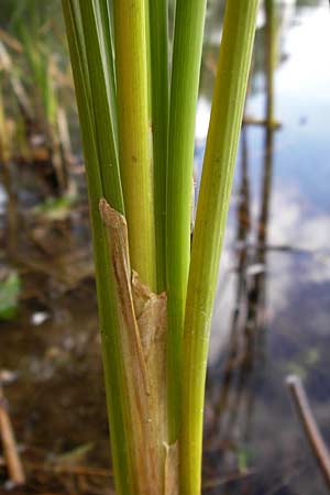 Typha glauca \ Hybrid-Rohrkolben / Hybrid Bulrush, D Biebesheim 28.9.2012