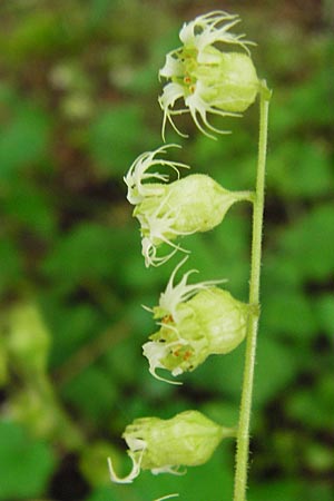 Tellima grandiflora \ Falsche Alraunwurzel, Fransenbecher, D Darmstadt 11.5.2014