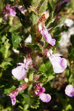 Teucrium chamaedrys / Wall Germander, D Weltenburg 14.6.2014