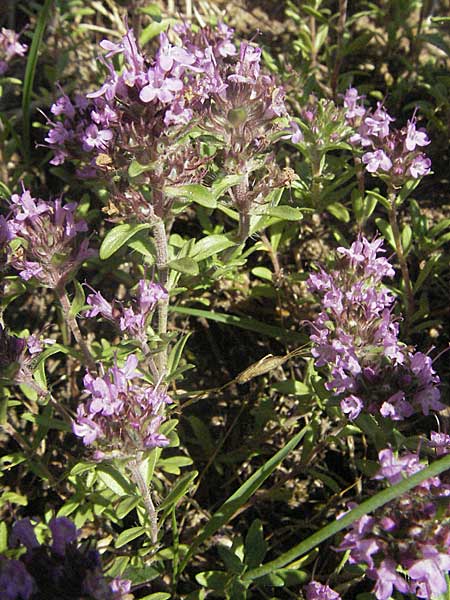 Thymus serpyllum \ Sand-Thymian / Breckland Thyme, D Mannheim 3.7.2006