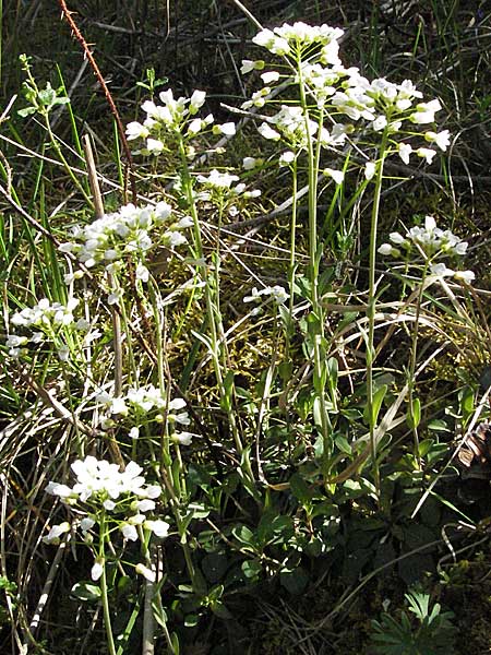 Noccaea montana \ Berg-Tschelkraut / Alpine Penny-Cress, D Karlstadt 14.4.2007