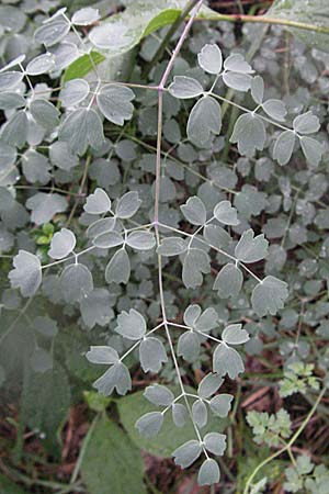 Thalictrum minus \ Kleine Wiesenraute / Lesser Meadow-Rue, D Karlstadt 16.6.2007