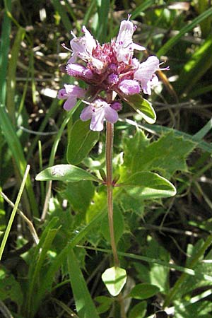 Thymus pulegioides \ Arznei-Thymian, Gemeiner Thymian / Large Thyme, D Mosbach 7.7.2007