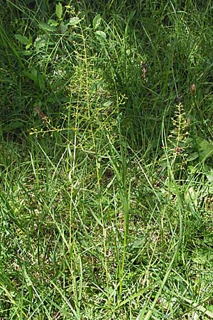 Thesium bavarum \ Bayerischer Bergflachs, Bayerisches Leinblatt / Bavarian Bastard Toadflax, D Mosbach 7.7.2007