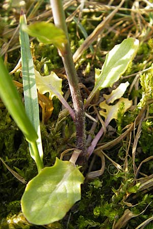 Thlaspi alliaceum \ Lauch-Hellerkraut, D Günzburg 18.4.2009