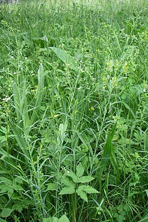 Thesium bavarum \ Bayerischer Bergflachs, Bayerisches Leinblatt, D Hurlach 8.6.2008