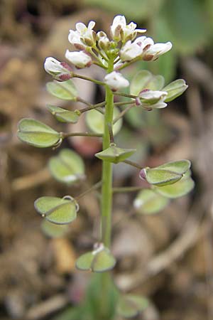 Microthlaspi perfoliatum \ hrchen-Kleintschelkraut, Stngelumfassendes Hellerkraut, D Leistadt 5.4.2009