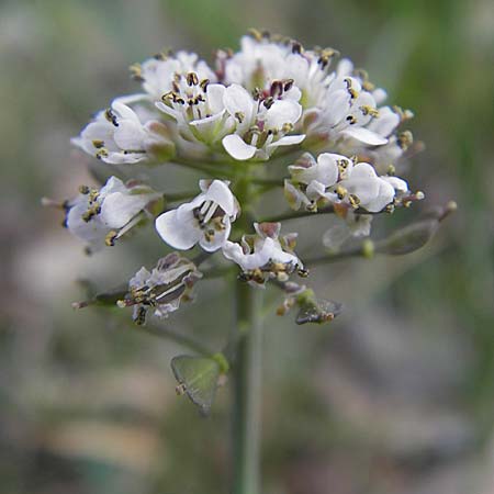 Noccaea caerulescens \ Gebirgs-Hellerkraut, Bluliches Tschelkraut / Alpine Penny-Cress, D Odenwald, Trösel 14.4.2009