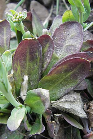 Noccaea caerulescens \ Gebirgs-Hellerkraut, Bluliches Tschelkraut / Alpine Penny-Cress, D Odenwald, Trösel 14.4.2009