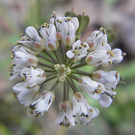 Noccaea caerulescens \ Gebirgs-Hellerkraut, Bluliches Tschelkraut / Alpine Penny-Cress, D Odenwald, Trösel 14.4.2009