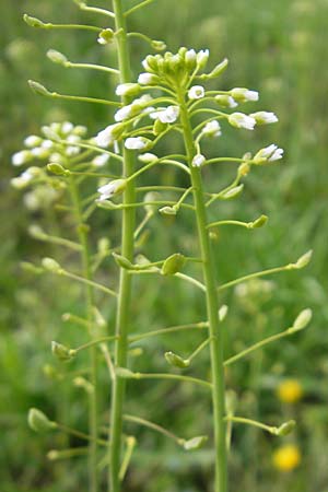 Thlaspi alliaceum \ Lauch-Hellerkraut / Roadside Penny-Cress, Garlic Mustard, D Günzburg 18.4.2009