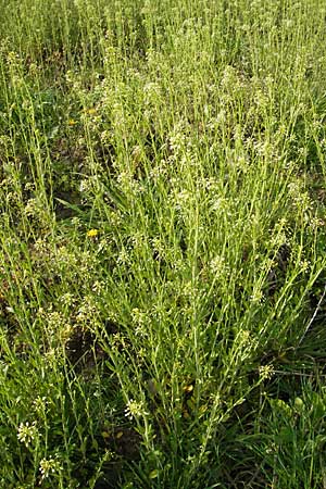 Thlaspi alliaceum \ Lauch-Hellerkraut, D Günzburg 18.4.2009