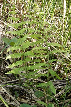 Thelypteris palustris \ Gewhnlicher Sumpf-Farn / Marsh Fern, D Günzburg 22.5.2009