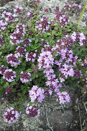 Thymus pulegioides \ Arznei-Thymian, Gemeiner Thymian / Large Thyme, D Mannheim 19.6.2009