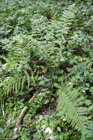 Athyrium filix-femina \ Frauenfarn, D Pfungstadt 7.7.2009