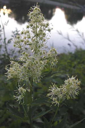 Thalictrum flavum \ Gelbe Wiesenraute / Common Meadow-Rue, D Pfalz, Wörth 2.9.2013