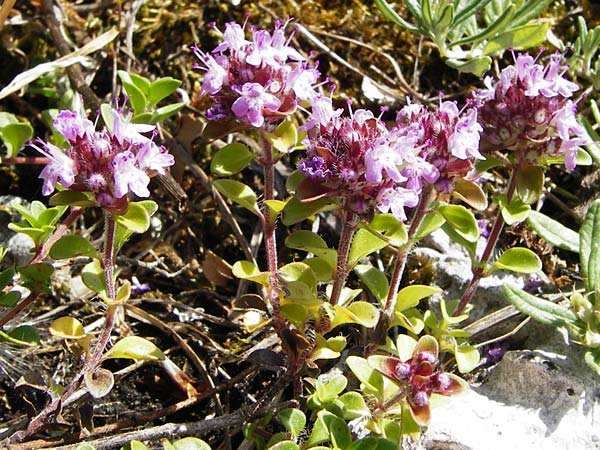 Thymus praecox \ Frhblhender Thymian, Kriech-Quendel / Mother of Thyme, D Weltenburg 14.6.2014